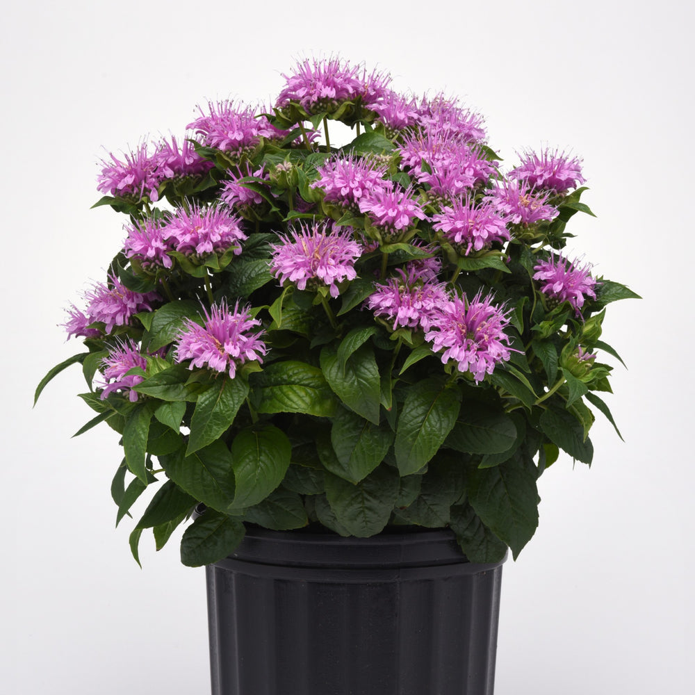 Monarda didyma 'Balbeemav' ~ Monrovia® BeeMine™ Lavender Bee Balm-ServeScape