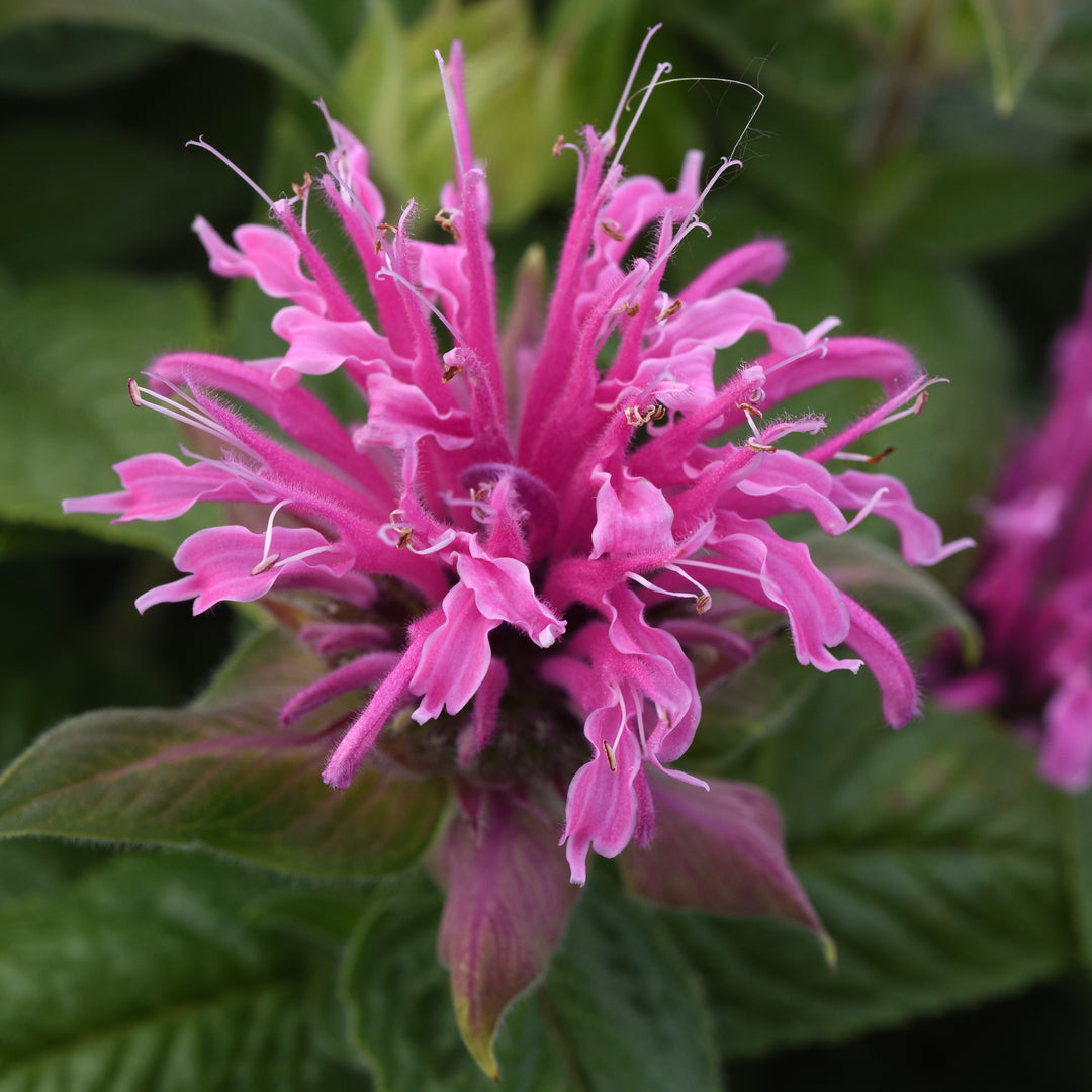 Monarda didyma 'Balbeemin' ~ Monrovia® BeeMine™ Pink Bee Balm-ServeScape