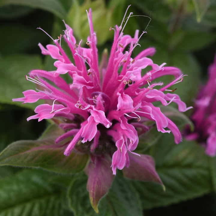 Monarda didyma 'Balbeemin' ~ Monrovia® BeeMine™ Pink Bee Balm-ServeScape