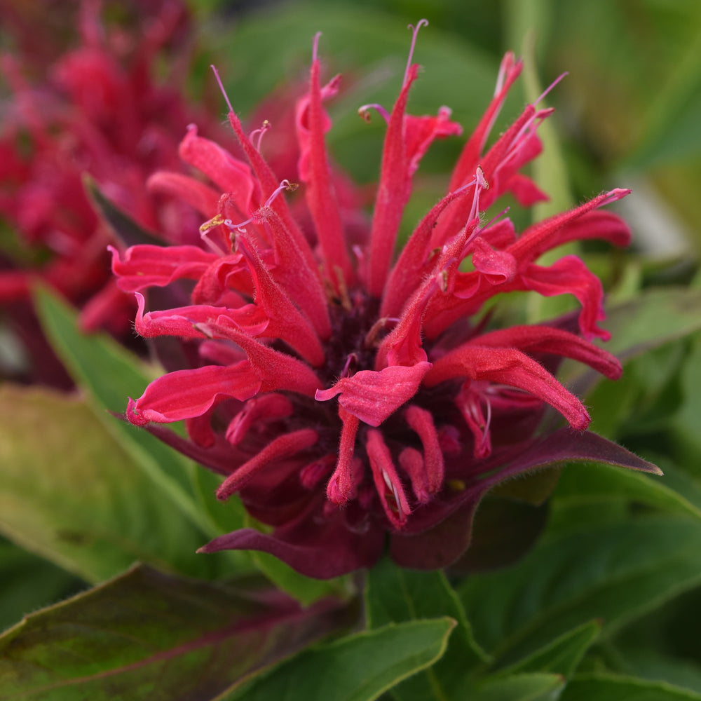 Monarda didyma 'Balbeemed' ~ Monrovia® BeeMine™ Red Bee Balm-ServeScape
