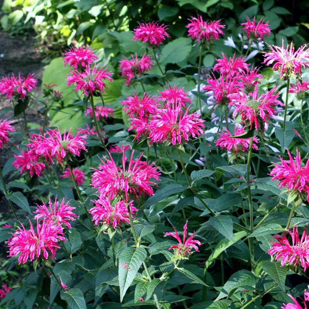 Monarda didyma 'Pink Lace' ~ Pink Lace Bee Balm-ServeScape