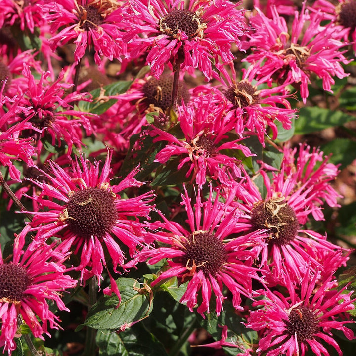 Monarda didyma 'Pink Lace' ~ Pink Lace Bee Balm-ServeScape