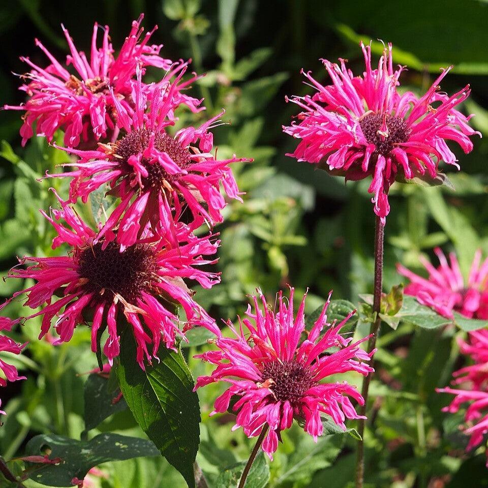 Monarda didyma 'Pink Lace' ~ Pink Lace Bee Balm-ServeScape