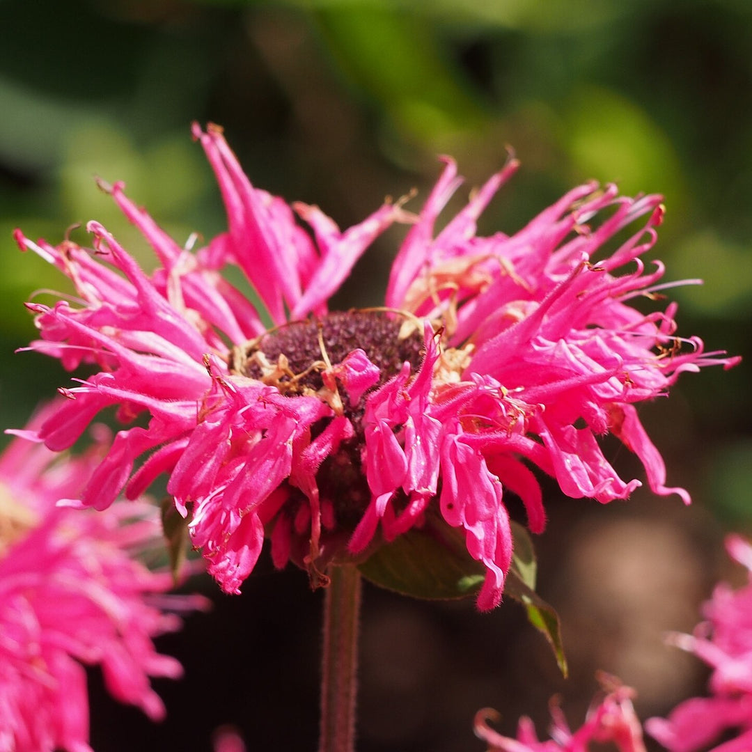 Monarda didyma 'Pink Lace' ~ Pink Lace Bee Balm-ServeScape