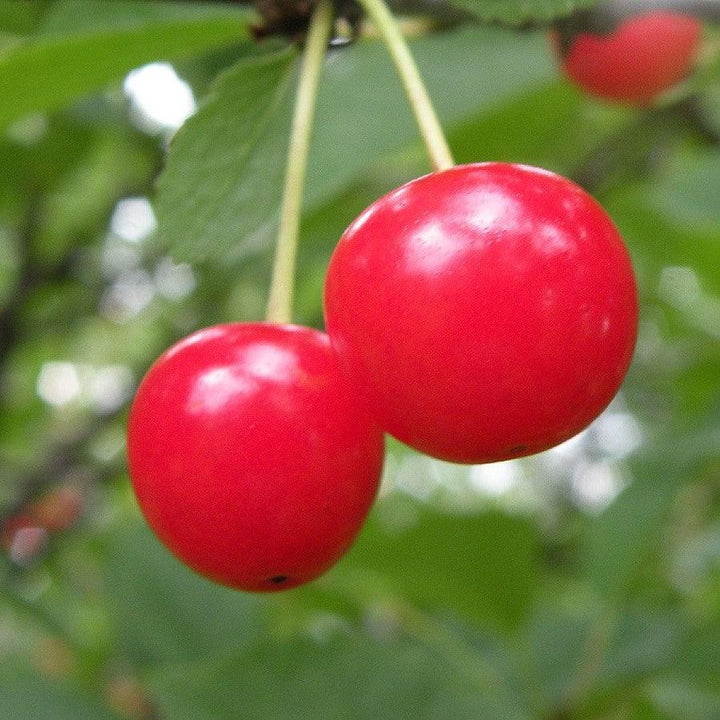 Prunus cerasus 'Montmorency' ~ Montmorency Cherry Tree-ServeScape