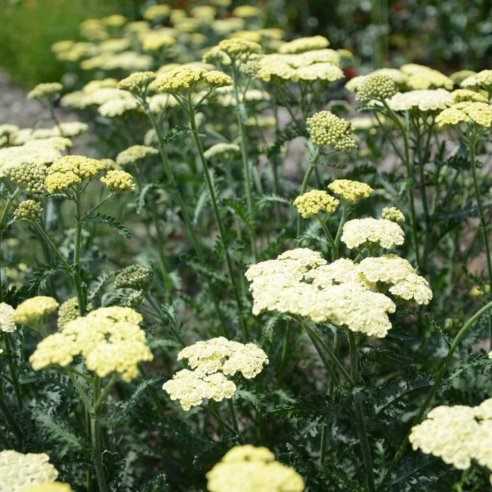 Achillea 'Novaachdus' PP25838 ~ Moondust™ Yarrow-ServeScape