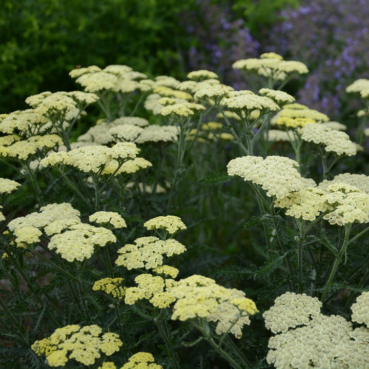 Achillea 'Novaachdus' PP25838 ~ Moondust™ Yarrow-ServeScape
