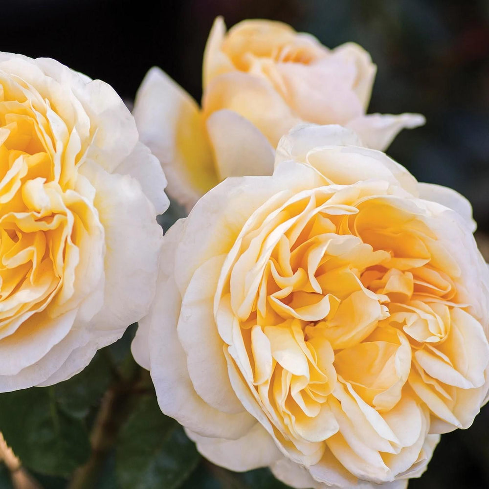 Rosa 'Meikaquinz' ~ Moonlight Romantica® Rose-ServeScape