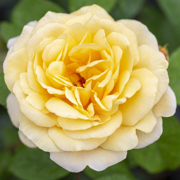 Rosa 'Meikaquinz' PP 30,572 ~ Bloomables® Romantica® Moonlight Rose-ServeScape