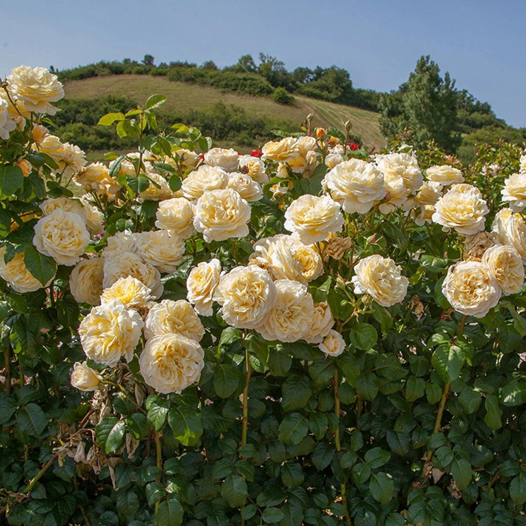 Rosa 'Meikaquinz' ~ Moonlight Romantica® Rose-ServeScape