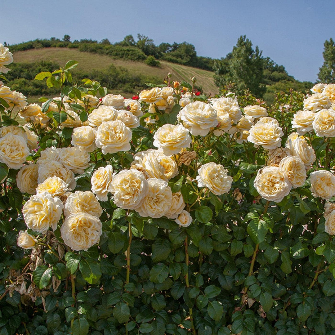 Rosa 'Meikaquinz' PP 30,572 ~ Bloomables® Romantica® Moonlight Rose-ServeScape