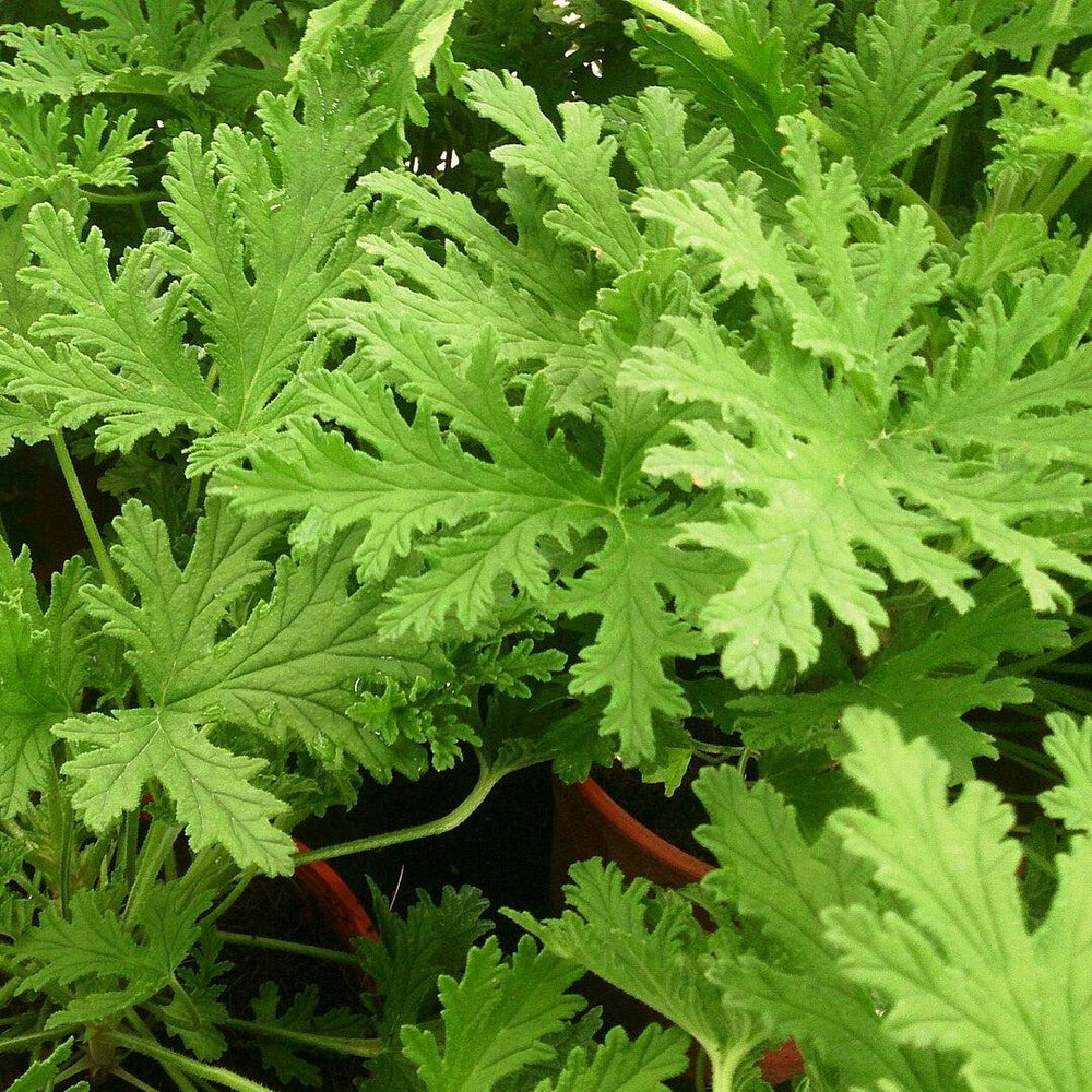 Pelargonium 'citronellum' ~ Citronella-ServeScape