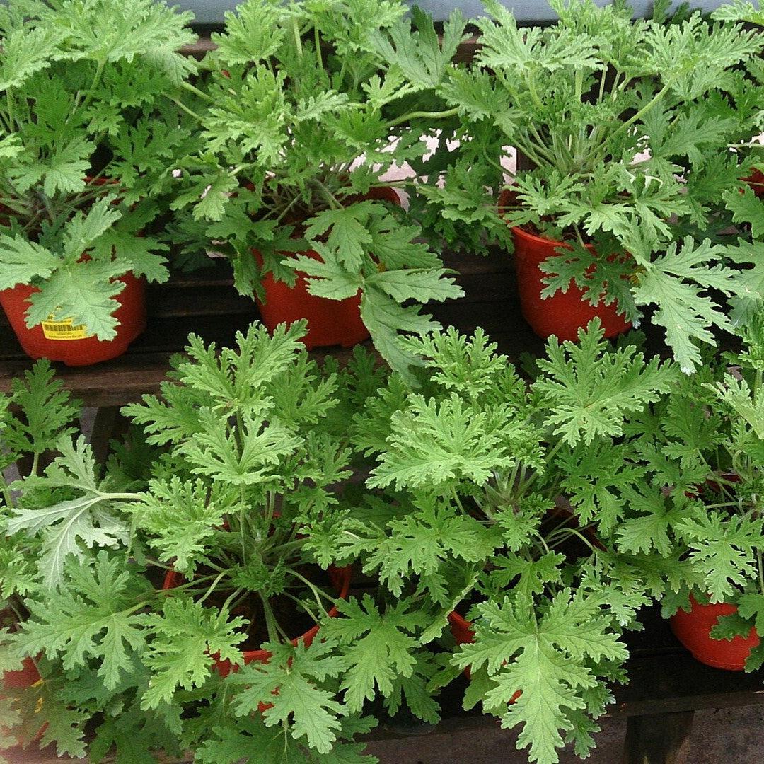 Pelargonium 'citronellum' ~ Citronella-ServeScape