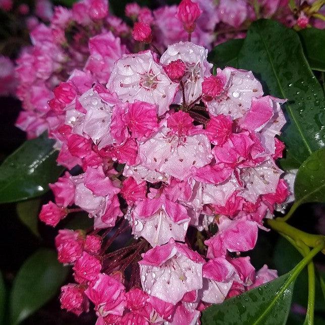 Kalmia latifolia 'Carol' ~ Carol Mountain Laurel-ServeScape