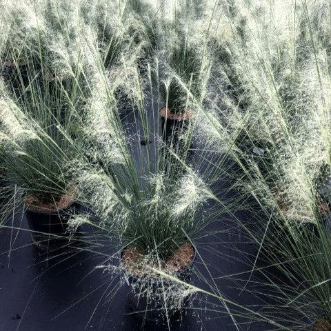 Muhlenbergia capillaris 'White Cloud' ~ White Cloud Muhly Grass-ServeScape