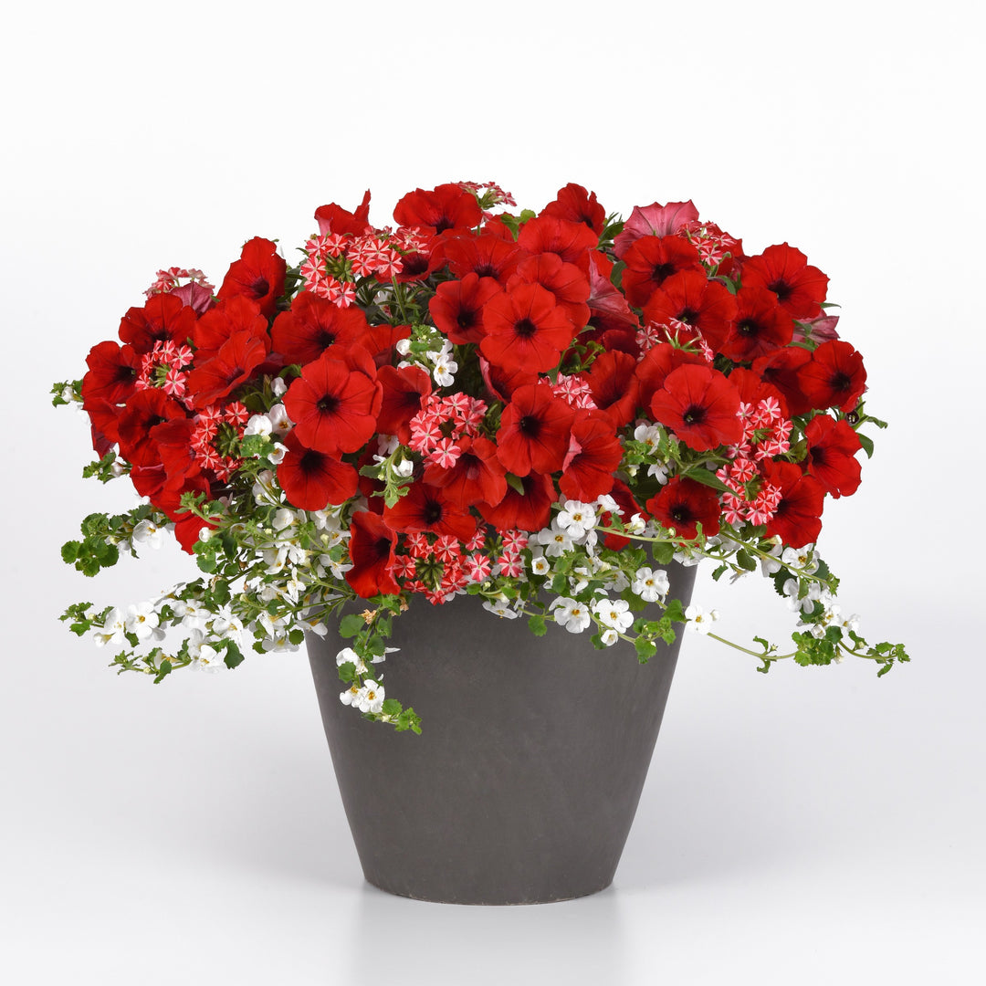 King's Greenhouse ~ MixMasters™ Peppermint Dreams Gardens To Go Container-ServeScape