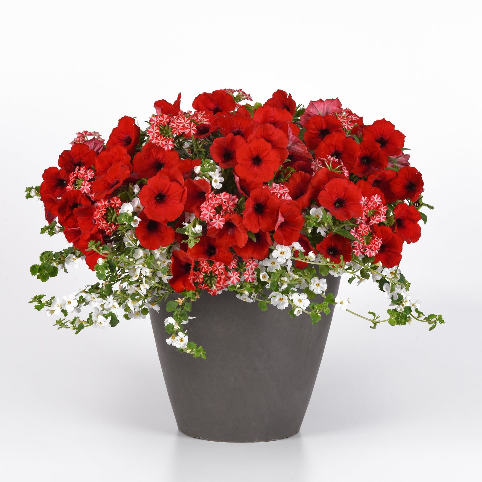 King's Greenhouse ~ MixMasters™ Peppermint Dreams Gardens To Go Container-ServeScape