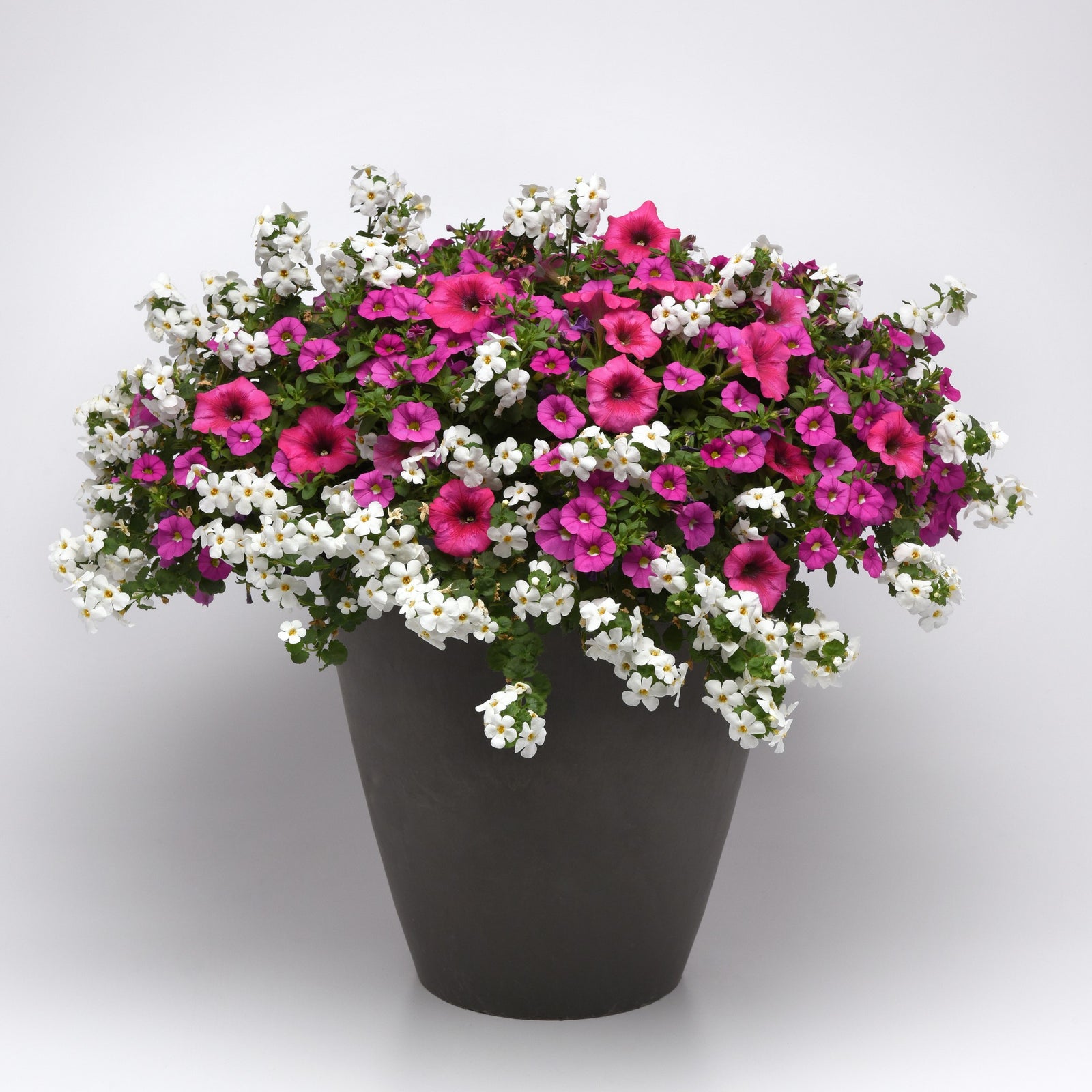 King's Greenhouse ~ MixMasters™ Rose Everyday Combo Pot-ServeScape