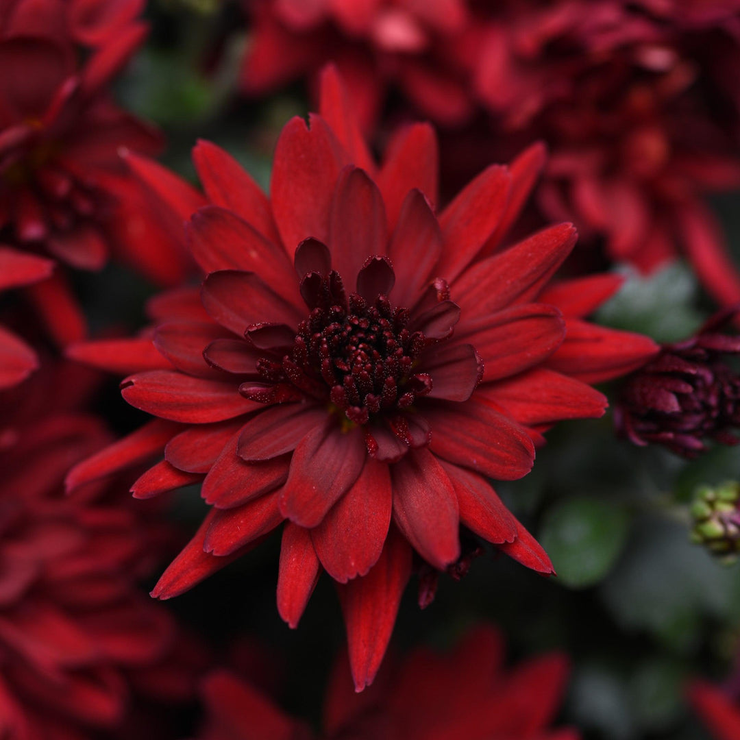Chrysanthemum x morifolium 'Mumma Mia Red' ~ Mumma Mia Red Mum-ServeScape