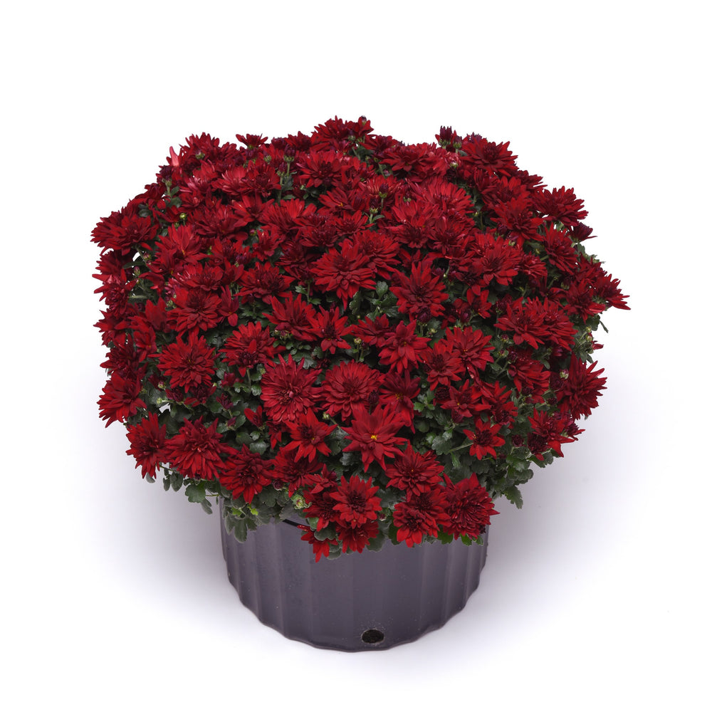 Chrysanthemum x morifolium 'Mumma Mia Red' ~ Mumma Mia Red Mum-ServeScape