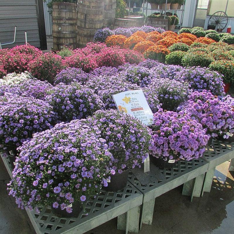 Chrysanthemum ~ Fall Daisy Mum, Purple-ServeScape