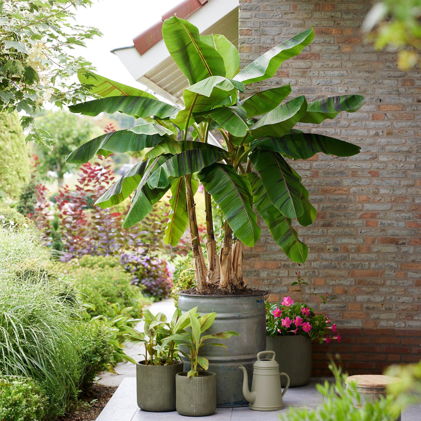 Musa sikkimensis 'Ever Red' ~ Ever Red Banana-ServeScape