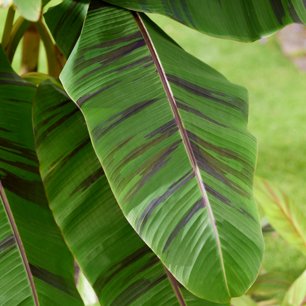 Musa sikkimensis 'Ever Red' ~ Ever Red Banana-ServeScape