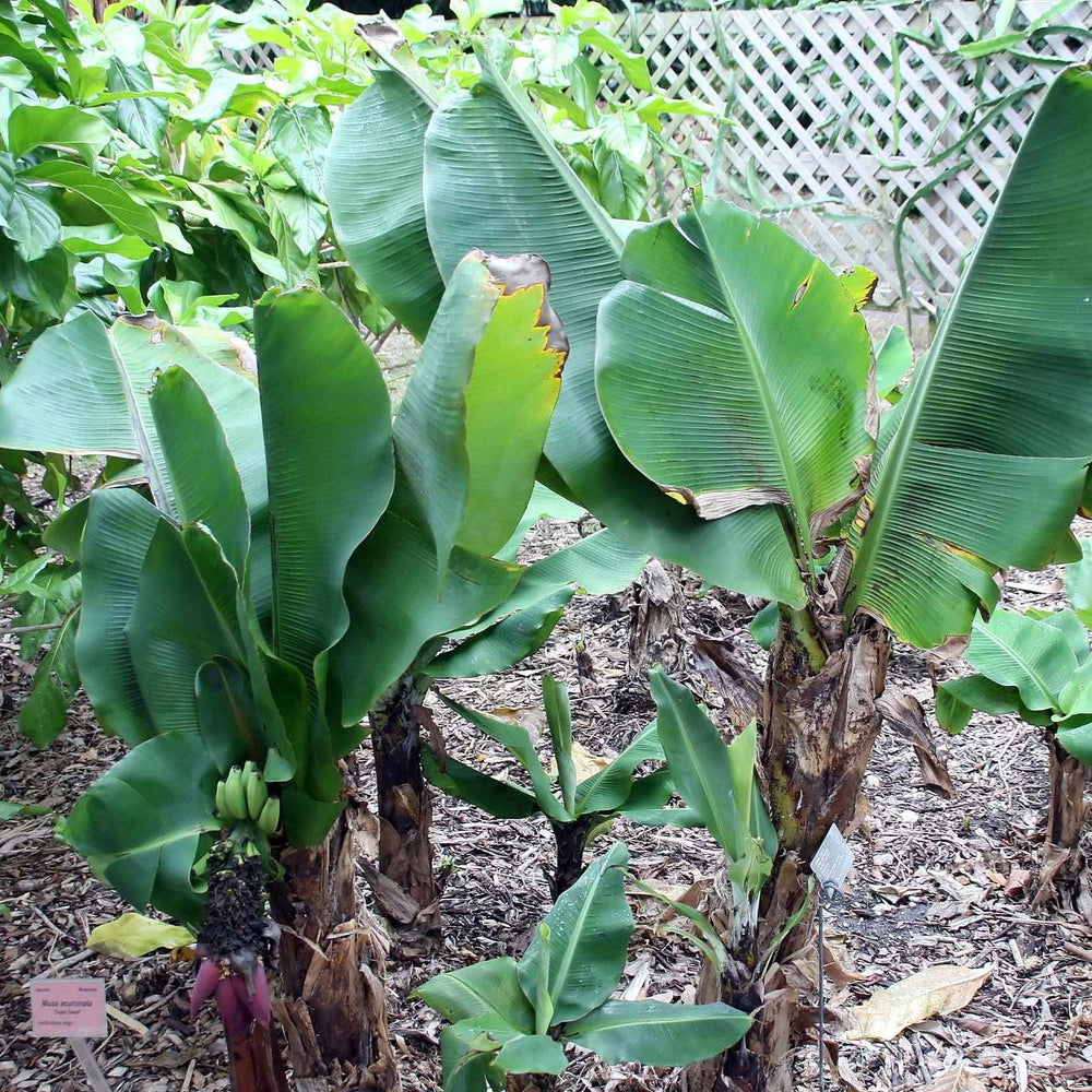 Musa acuminata ‘Super Dwarf’ ~ Monrovia® Super Dwarf™ Banana-ServeScape