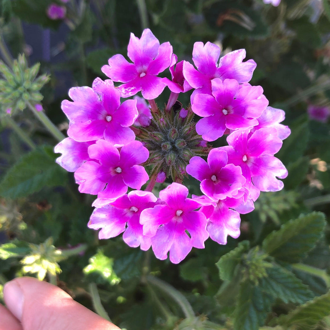 Verbena x hybrida 'Balendpibi' PP #28,455 ~ Monrovia® EnduraScape™ Pink Bicolor Verbena-ServeScape