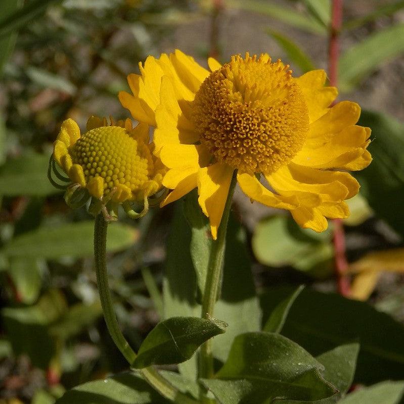 Helenium autumnale 'HayDay Yellow' ~ Monrovia® HayDay™ Yellow Sneezeweed-ServeScape