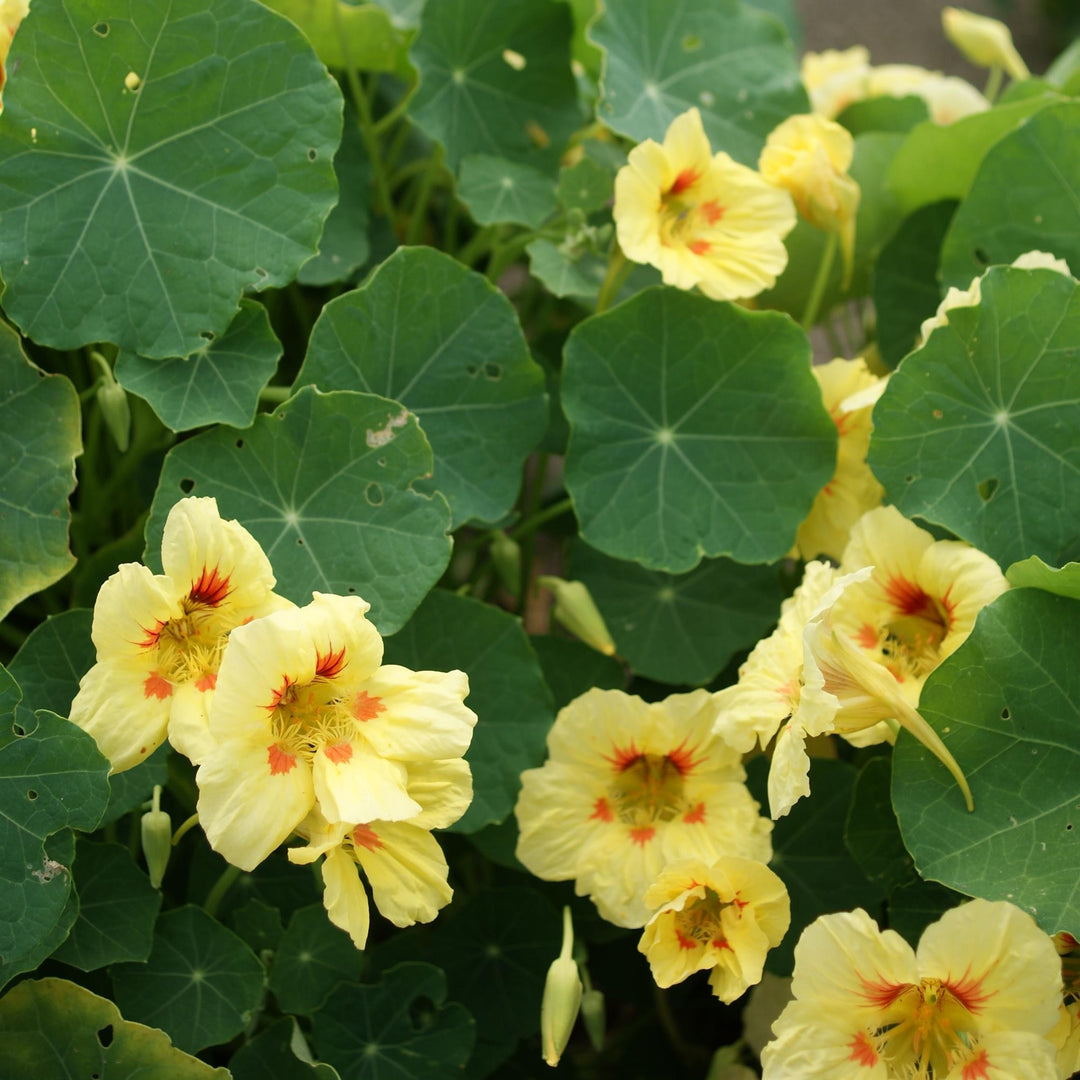 Tropaeolum majus 'Peach Melba' ~ Peach Melba Nasturtium-ServeScape