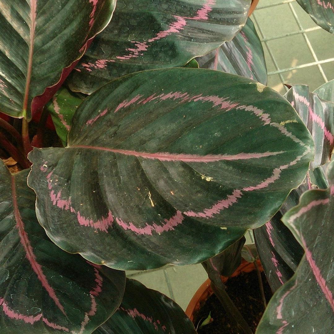 Calathea roseopicta 'Illustris' ~ Monrovia® Illustris Painted Prayer Plant-ServeScape