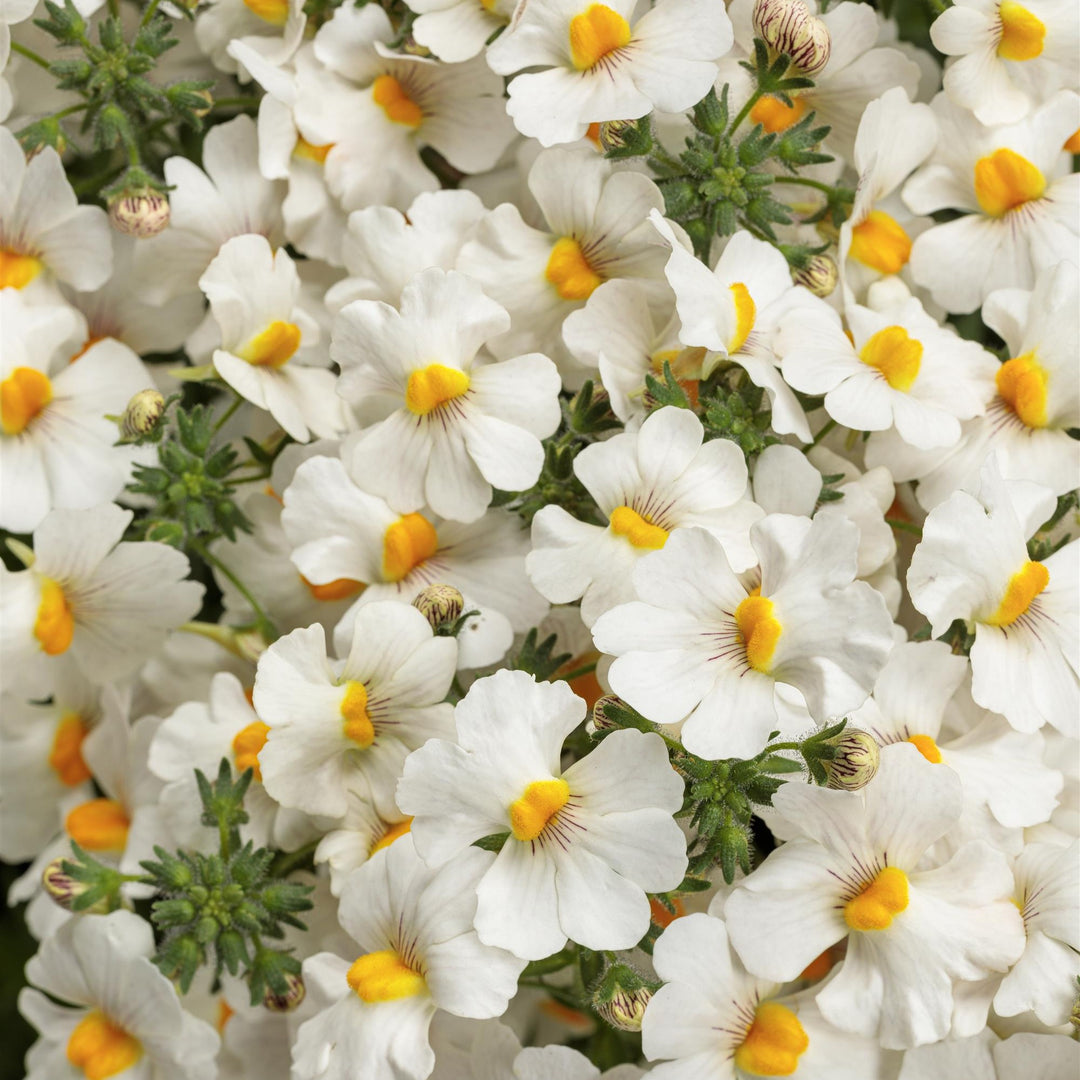 Nemesia 'INNEMCONUT' ~ PW® Sunsatia® Coconut Improved Nemesia-ServeScape