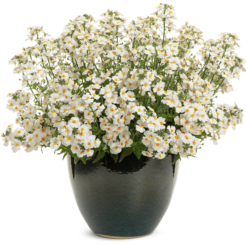 Nemesia 'INNEMCONUT' ~ PW® Sunsatia® Coconut Improved Nemesia-ServeScape