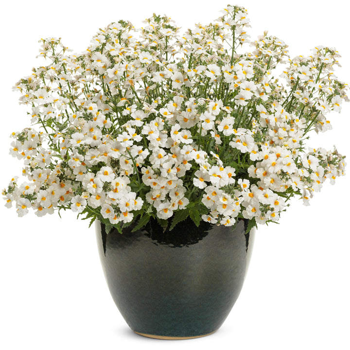 Nemesia 'INNEMCONUT' ~ PW® Sunsatia® Coconut Improved Nemesia-ServeScape