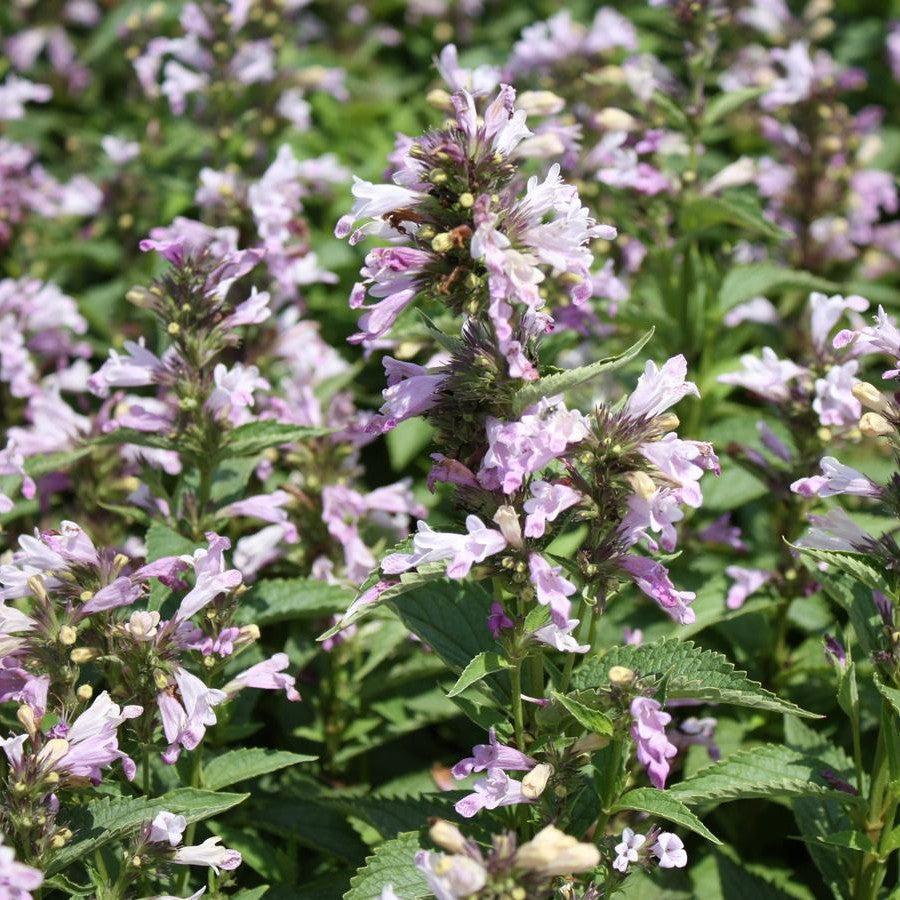 Nepeta subsessilis 'Candy Cat' ~ Candy Cat Catmint-ServeScape