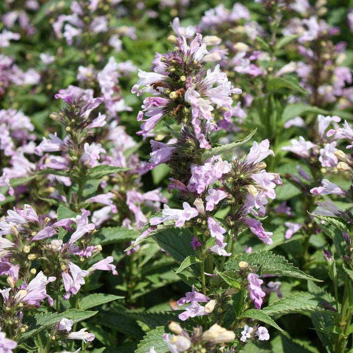 Nepeta subsessilis 'Candy Cat' ~ Candy Cat Catmint-ServeScape