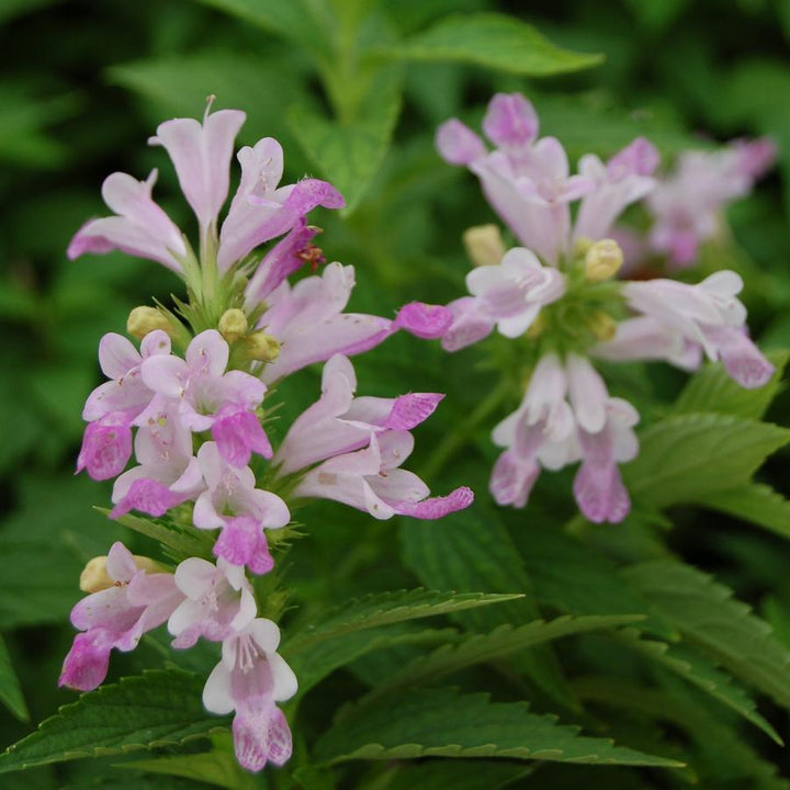 Nepeta subsessilis 'Candy Cat' ~ Candy Cat Catmint-ServeScape