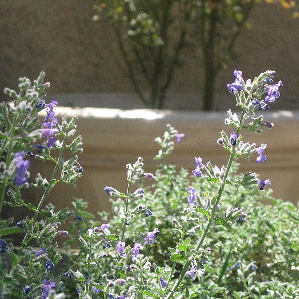 Nepeta cataria ~ Catnip-ServeScape