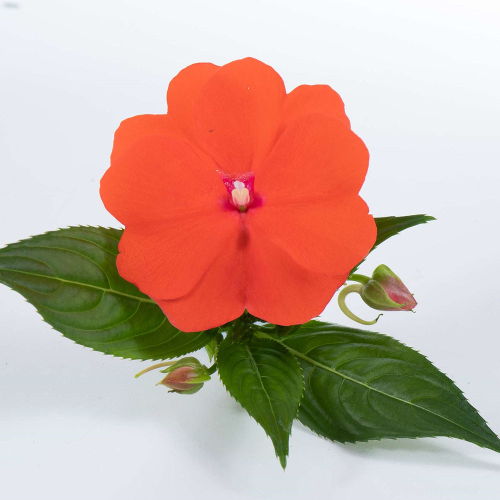 Impatiens hawkeri 'Harmony Orange Blaze' ~ Harmony® Orange Blaze New Guinea Impatiens-ServeScape