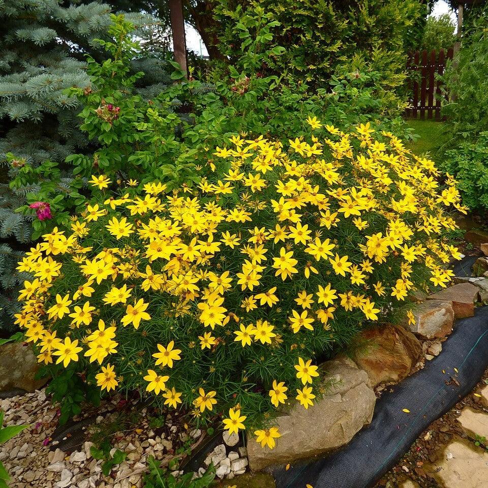 Coreopsis verticillata ~ Threadleaf Coreopsis-ServeScape