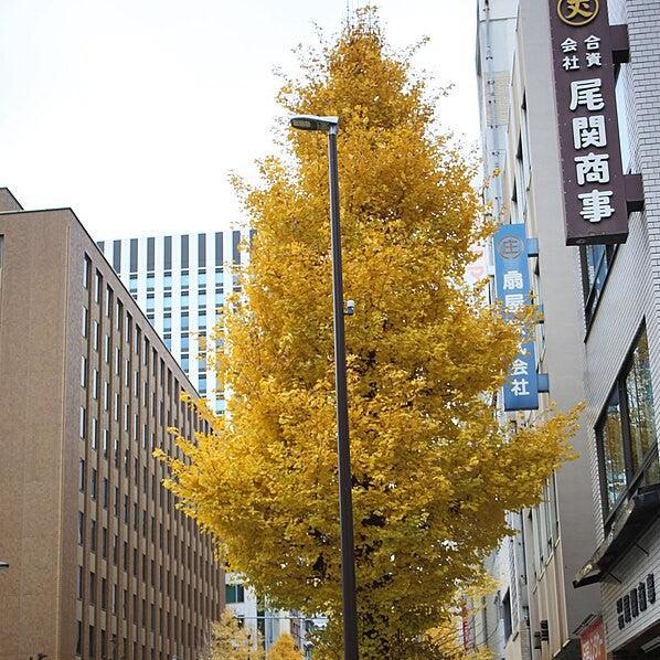 Ginkgo biloba 'Grindstone' ~ Grindstone™ Ginkgo-ServeScape