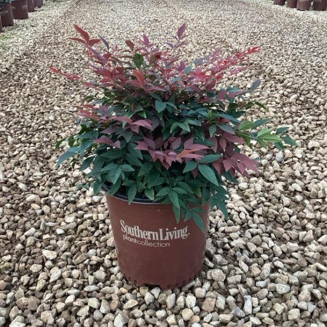Nandina domestica ‘Seika’ PP21891 ~ Obsession™ Heavenly Bamboo-ServeScape