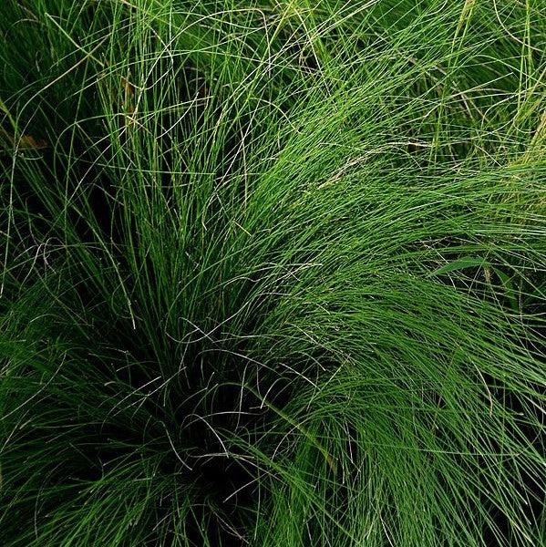 Nassella tenuissima 'Pony Tails' ~ Pony Tails Mexican Feather Grass-ServeScape