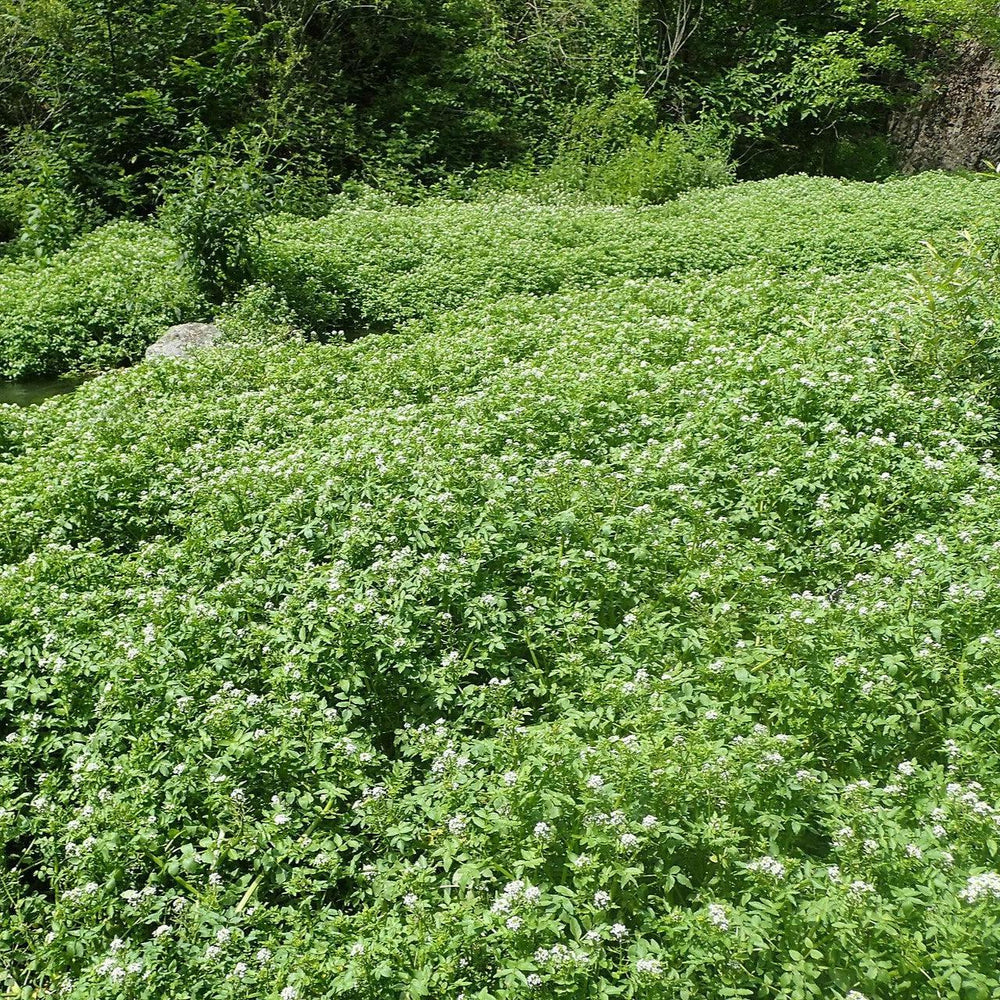 Nasturtium officinale ~ Watercress-ServeScape