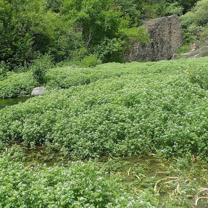 Nasturtium officinale ~ Watercress-ServeScape