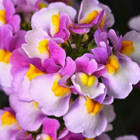 Nemesia 'Penw34' ~ Escential® Pinkberry Nemesia-ServeScape