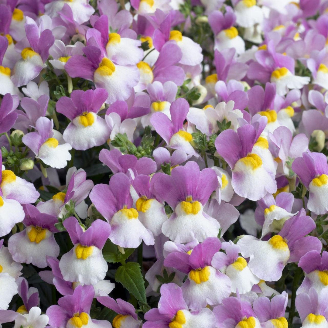 Nemesia 'Penw34' ~ Escential® Pinkberry Nemesia-ServeScape