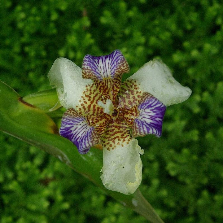 Trimezia northiana ~ Walking Iris-ServeScape