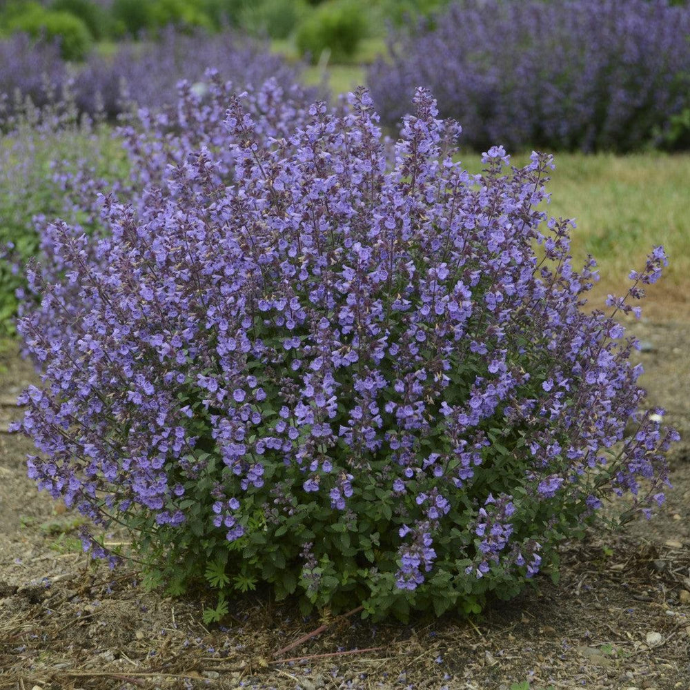 Nepeta faassenii 'Kitten Around' ~ Kitten Aware Catmint-ServeScape